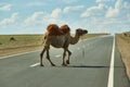 Camels cross the highway Royalty Free Stock Photo