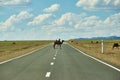 Camels cross the highway Royalty Free Stock Photo