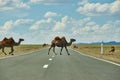 Camels cross the highway Royalty Free Stock Photo