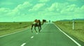 Camels cross the highway Royalty Free Stock Photo