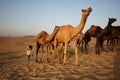 Camels Crossing the Desert