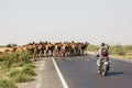 Camels crossing the highway Royalty Free Stock Photo