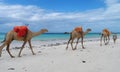Camels crossing a white beach Royalty Free Stock Photo