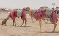 Camels decorated with traditional costume used to take tourist on a ride at Sea line beach in Qatar Royalty Free Stock Photo