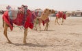 Camels decorated with traditional costume used to take tourist on a ride at Sea line beach in Qatar Royalty Free Stock Photo