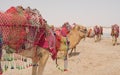 Camels decorated with traditional costume used to take tourist on a ride at Sea line beach in Qatar Royalty Free Stock Photo