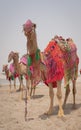 Camels decorated with traditional costume used to take tourist on a ride at Sea line beach in Qatar Royalty Free Stock Photo