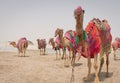 Camels decorated with traditional costume used to take tourist on a ride at Sea line beach in Qatar Royalty Free Stock Photo