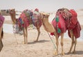 Camels decorated with traditional costume used to take tourist on a ride at Sea line beach in Qatar Royalty Free Stock Photo