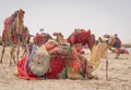 Camels decorated with traditional costume used to take tourist on a ride at Sea line beach in Qatar Royalty Free Stock Photo