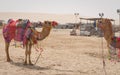 Camels decorated with traditional costume used to take tourist on a ride at Sea line beach in Qatar Royalty Free Stock Photo