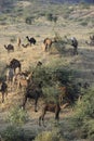 Camels in desert Royalty Free Stock Photo