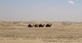 Camels in the desert