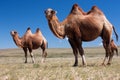 Camels on desert