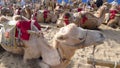 Camels in the desert Royalty Free Stock Photo