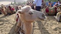 Camels in the desert Royalty Free Stock Photo