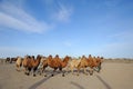 camels in desert Royalty Free Stock Photo