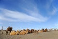 Camels in desert Royalty Free Stock Photo