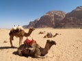 Camels on the Desert Royalty Free Stock Photo