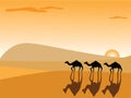 Camels in the desert