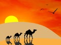 Camels In The Desert