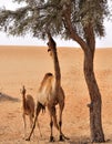 Camels in desert Royalty Free Stock Photo