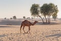 camels in the desert