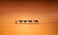 Camels in the Desert Royalty Free Stock Photo