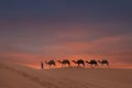 Camels on the desert Royalty Free Stock Photo