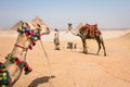 Camels in the desert with an egyptian man Royalty Free Stock Photo