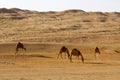 Camels in the desert Royalty Free Stock Photo