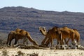 Camels in the desert Royalty Free Stock Photo