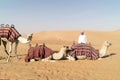 Camels lying in sand of desert in Abu Dhabi, UAE