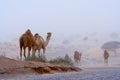 Camels on a desert highway Royalty Free Stock Photo