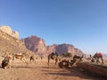 Camels in desert Royalty Free Stock Photo