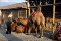 Camels in the desert Royalty Free Stock Photo