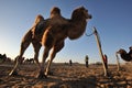 Camels in the desert Royalty Free Stock Photo