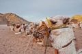 A portrait of a camel that is resting in a group of other camels in empty. 