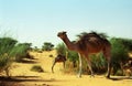 Camels in the desert, Mauritania Royalty Free Stock Photo