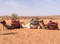 Camels in the desert of Morocco Royalty Free Stock Photo