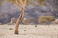 Camels, desert, mountains and acacia trees