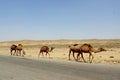 Camels in desert near ancient city of Merv, Turkmenistan Royalty Free Stock Photo