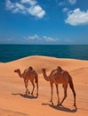 Camels in the desert