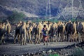 Camels on the Desert Road to Djibouti City