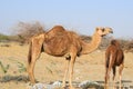 Camels of the desert of Saudi Arabia Royalty Free Stock Photo