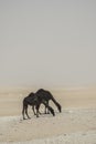 Camels on desert