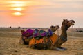 Camels in a desert at sunset