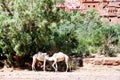 Camels in Morocco, trees vegetation and medieval buldings