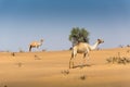 Camels in the desert