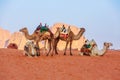 Camels in the desert Wadi Rum, Jordan Royalty Free Stock Photo